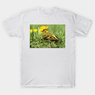 Male Siskin sat in grass photo T-Shirt